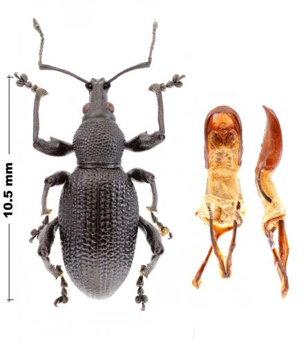 Otiorhynchus longiventris